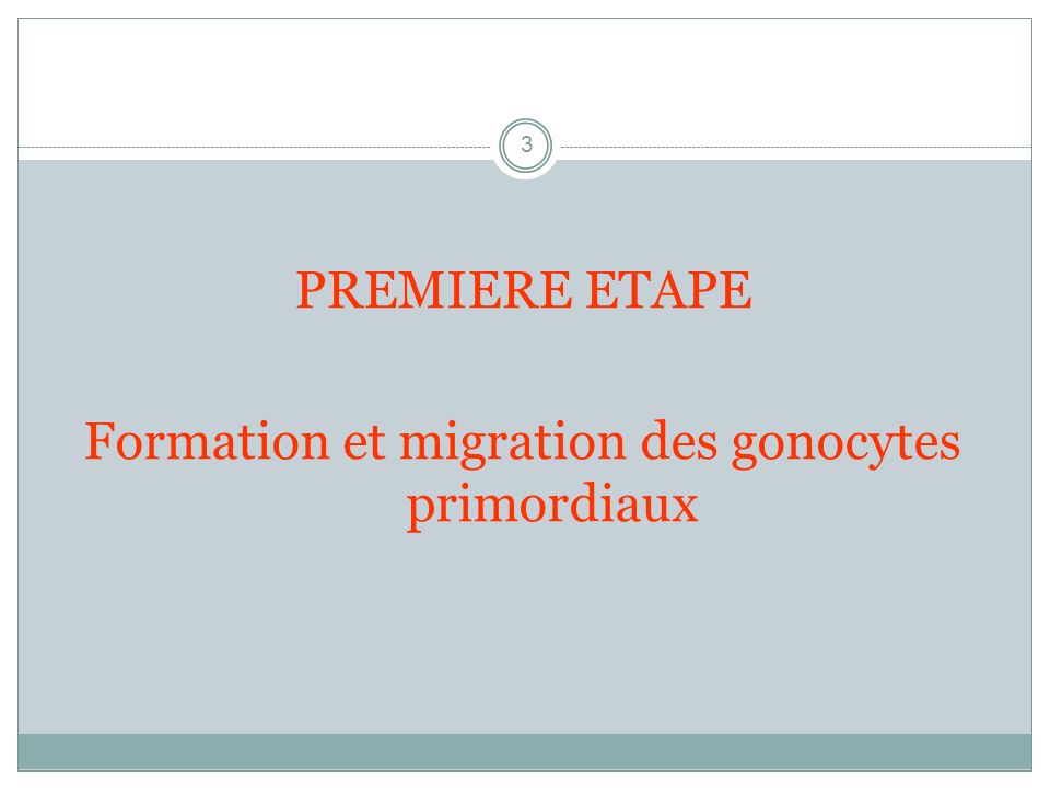 Formation et migration des gonocytes primordiaux