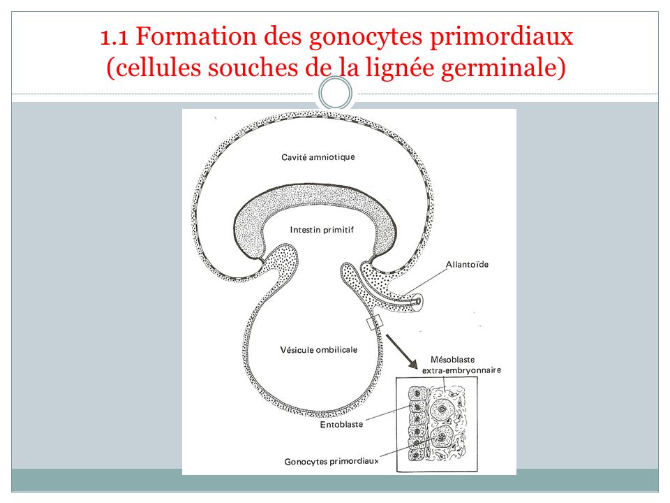 1.1 Formation des gonocytes primordiaux (cellules souches de la lignée germinale)