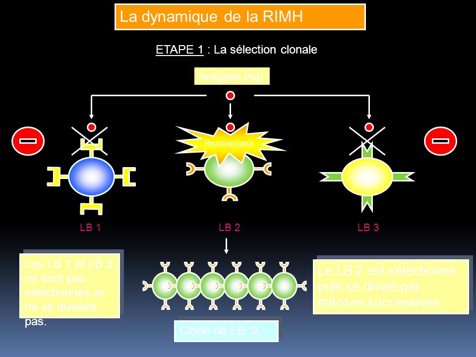 La dynamique de la RIMH ETAPE 1 : La sélection clonale. Antigène (Ag) Reconnaissance. LB 1. LB 2.