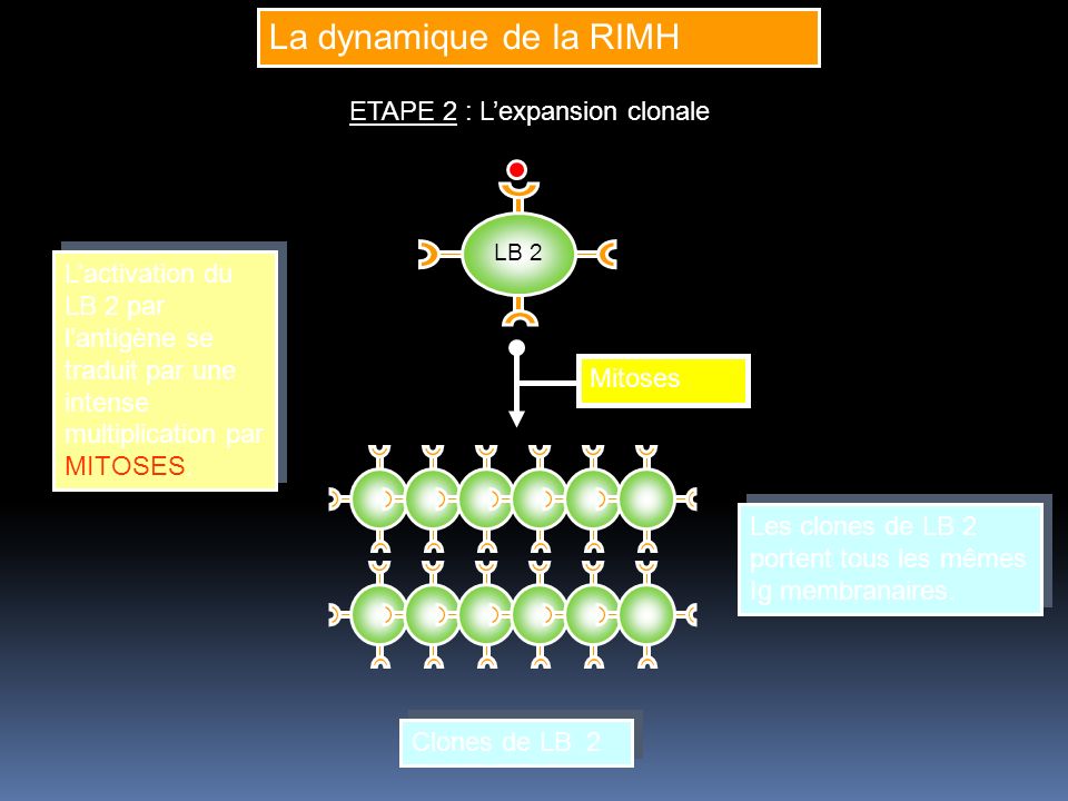 La dynamique de la RIMH ETAPE 2 : L’expansion clonale