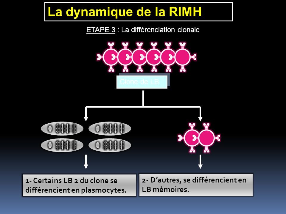 La dynamique de la RIMH ETAPE 3 : La différenciation clonale. Clone de LB. 1- Certains LB 2 du clone se différencient en plasmocytes.