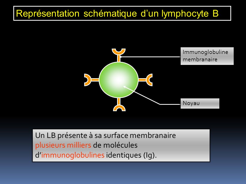 Représentation schématique d’un lymphocyte B