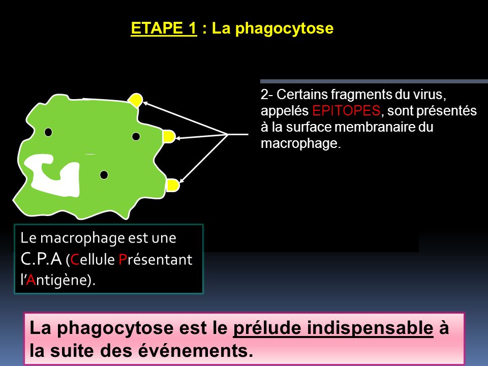 La phagocytose est le prélude indispensable à la suite des événements.