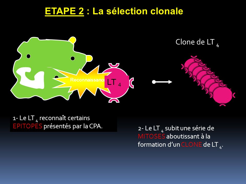 ETAPE 2 : La sélection clonale