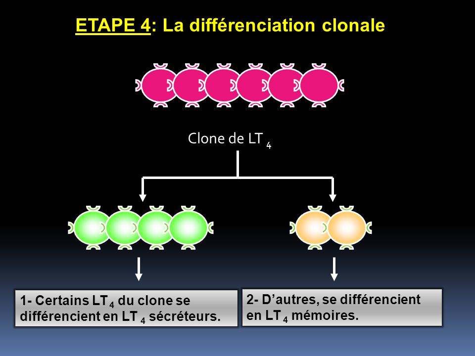 ETAPE 4: La différenciation clonale