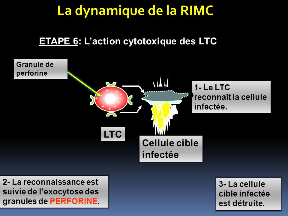 La dynamique de la RIMC ETAPE 6: L’action cytotoxique des LTC LTC