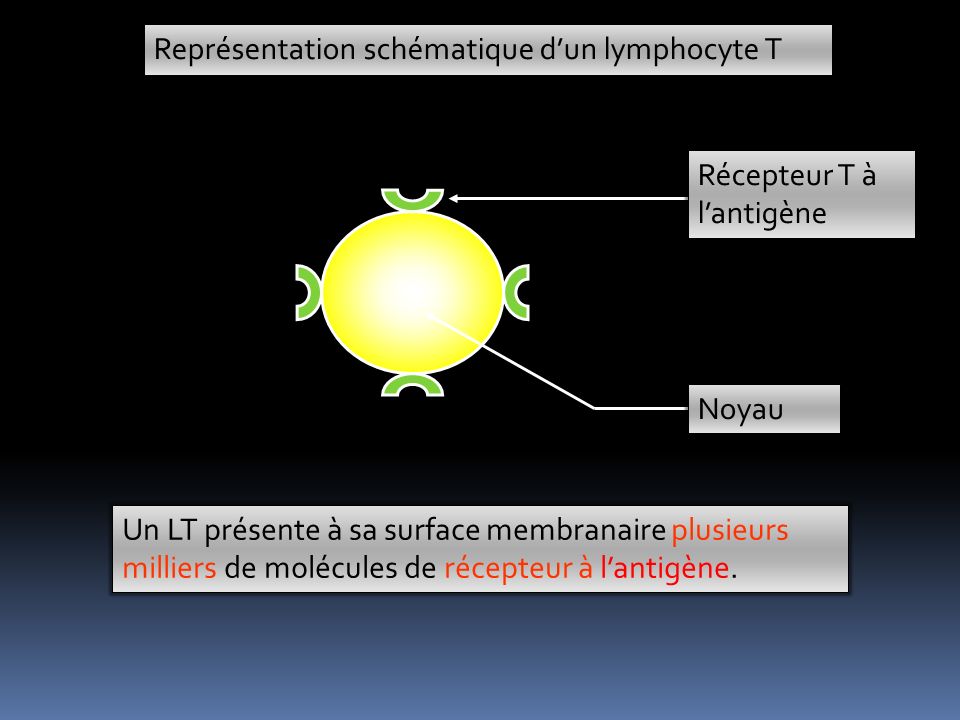 Représentation schématique d’un lymphocyte T