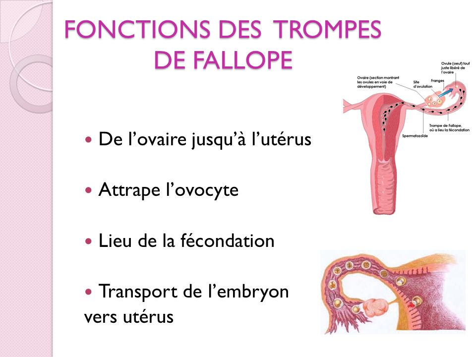 FONCTIONS DES TROMPES DE FALLOPE