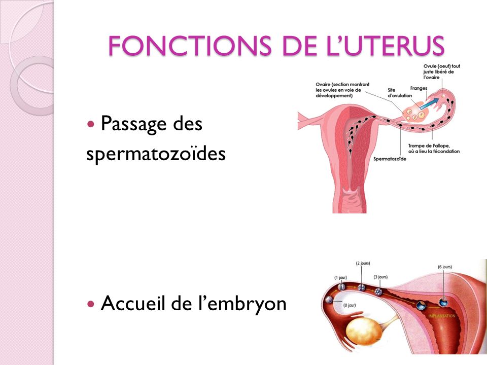 FONCTIONS DE L’UTERUS Passage des spermatozoïdes Accueil de l’embryon