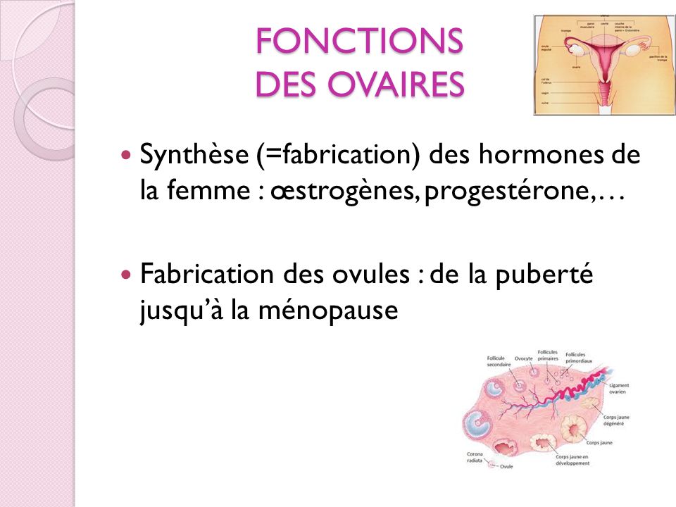 FONCTIONS DES OVAIRES Synthèse (=fabrication) des hormones de la femme : œstrogènes, progestérone,…