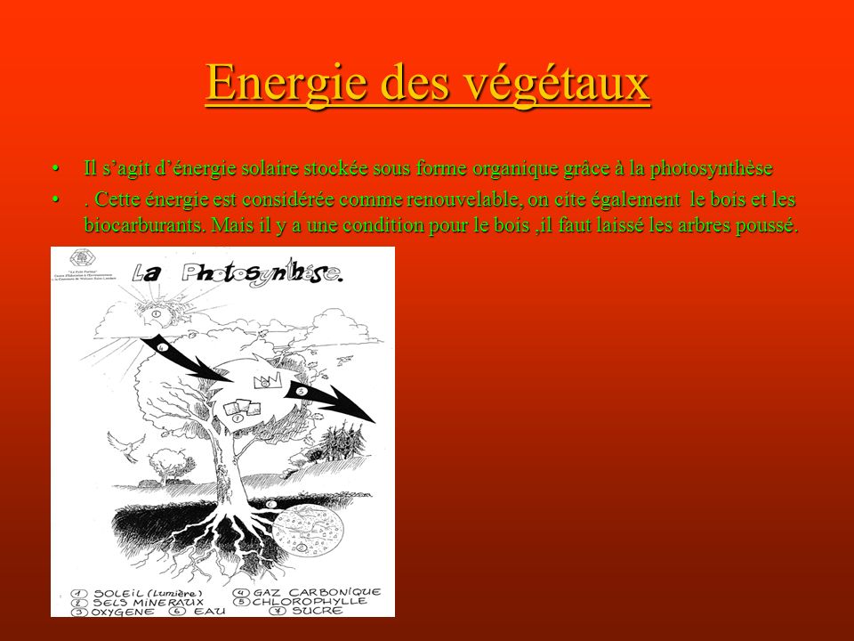 Energie des végétaux Il s’agit d’énergie solaire stockée sous forme organique grâce à la photosynthèse.