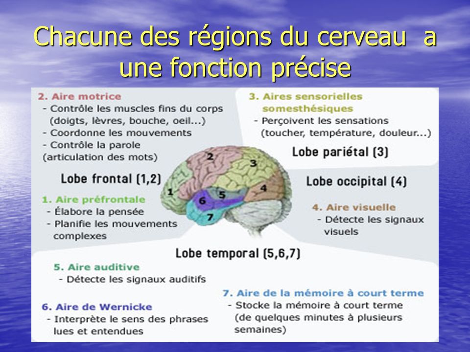 Chacune des régions du cerveau a une fonction précise