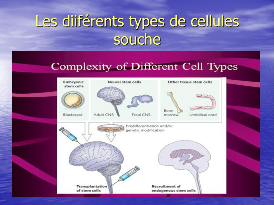 Les diiférents types de cellules souche