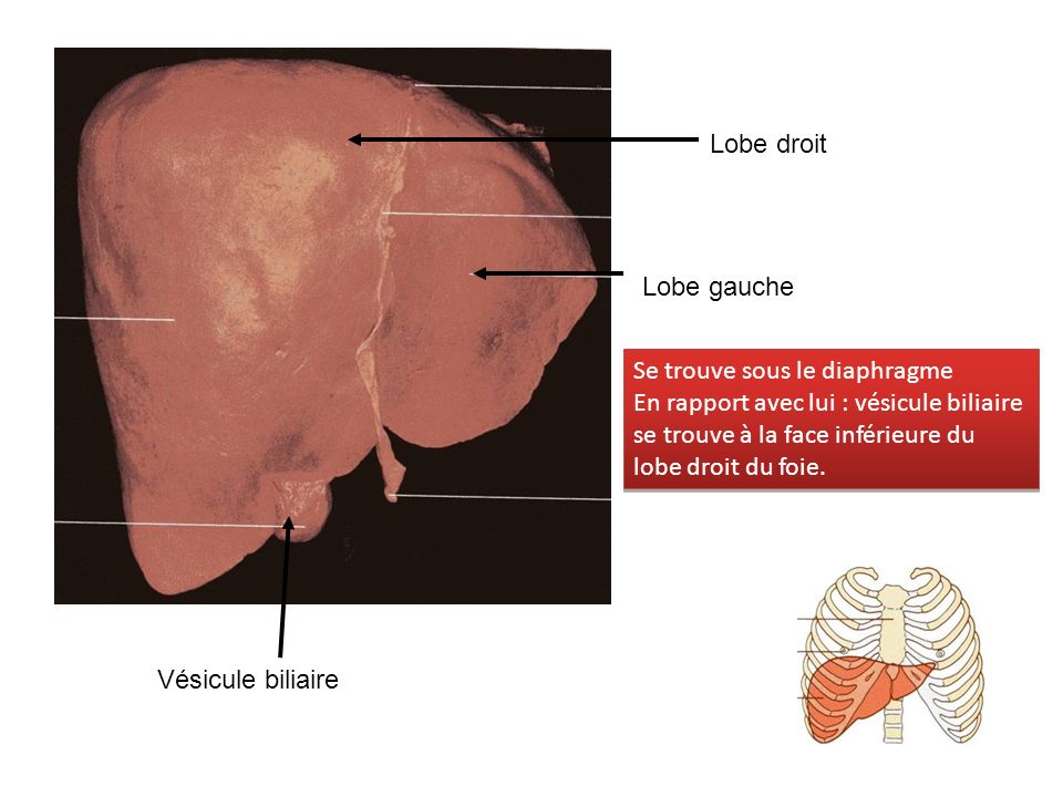 Lobe droit Lobe gauche. Se trouve sous le diaphragme En rapport avec lui : vésicule biliaire se trouve à la face inférieure du lobe droit du foie.