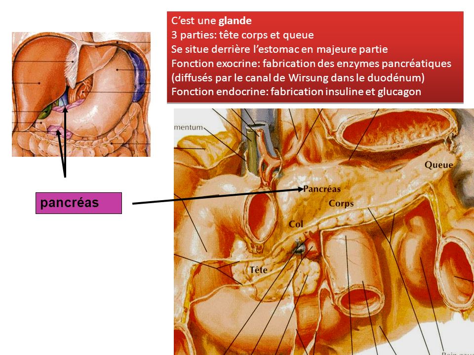 pancréas C’est une glande 3 parties: tête corps et queue