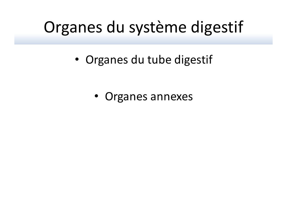 Organes du système digestif