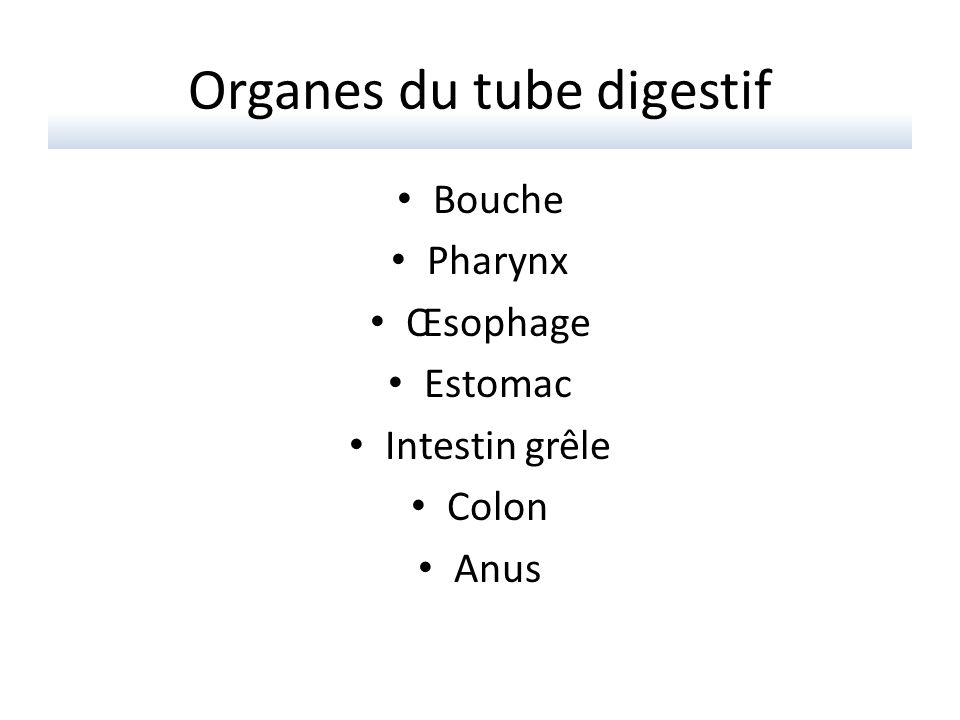 Organes du tube digestif