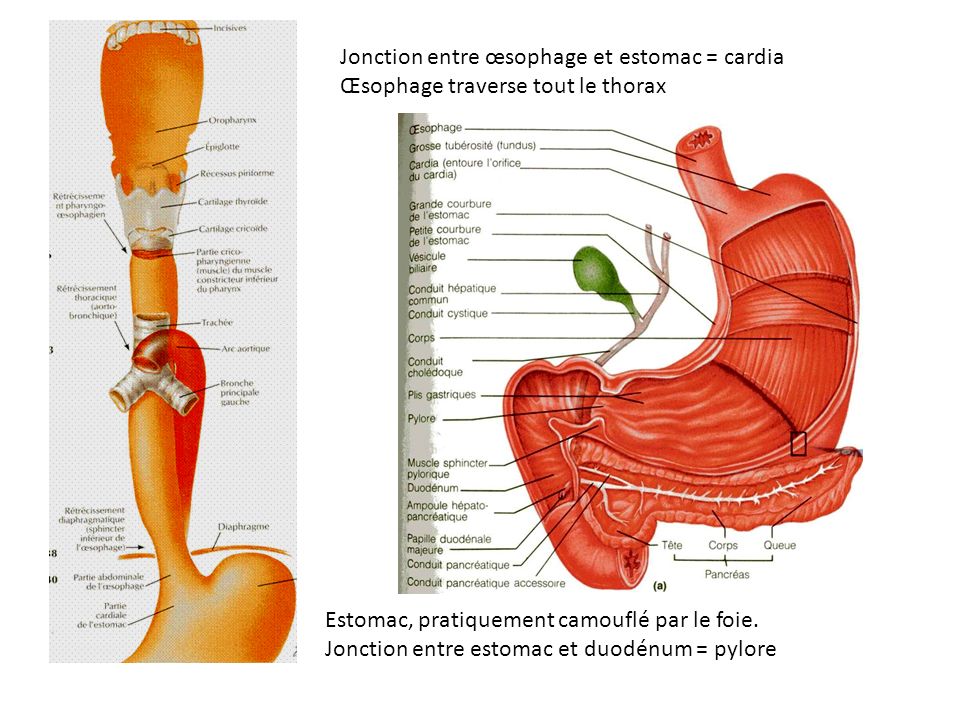 Jonction entre œsophage et estomac = cardia