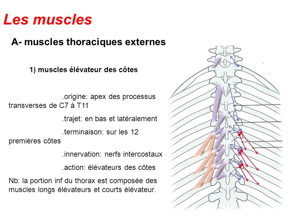 Les muscles A- muscles thoraciques externes