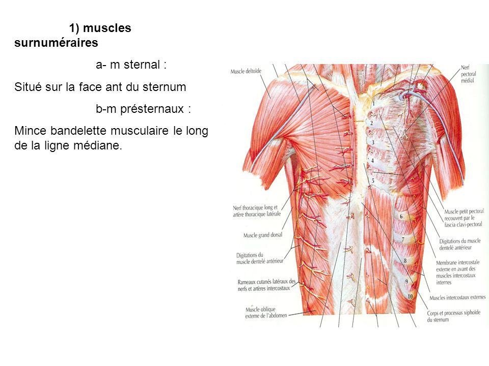 1) muscles surnuméraires