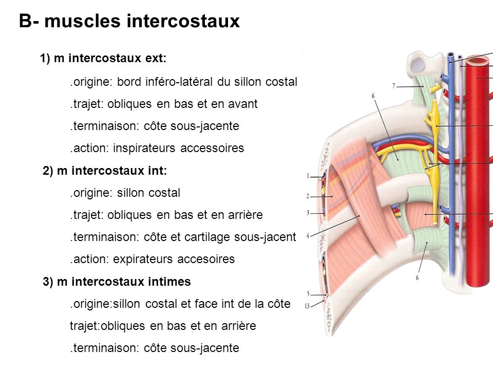 B- muscles intercostaux 1) m intercostaux ext: