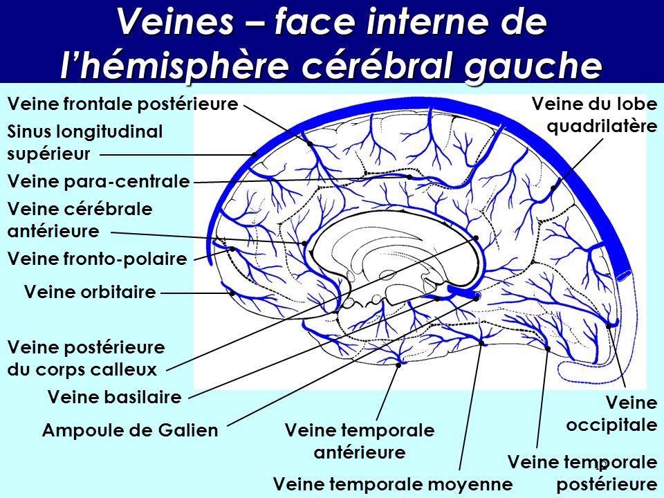 Veines – face interne de l’hémisphère cérébral gauche