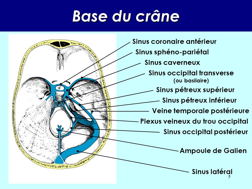 Base du crâne Sinus coronaire antérieur Sinus sphéno-pariétal