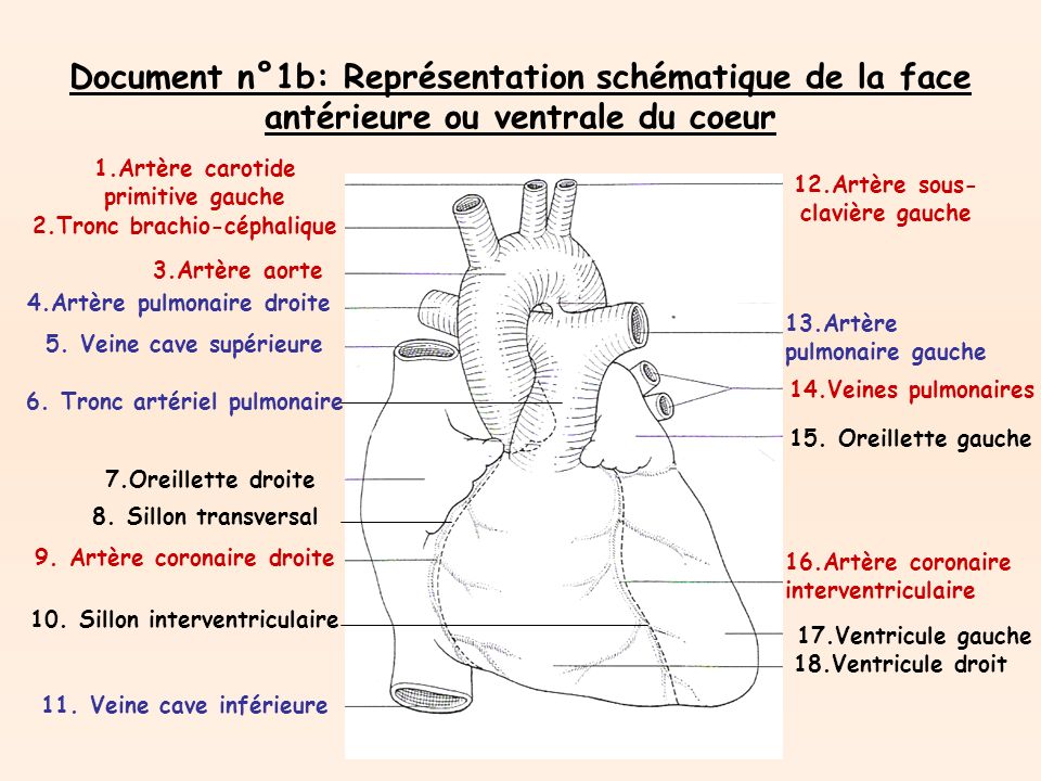 Document n°1b: Représentation schématique de la face antérieure ou ventrale du coeur