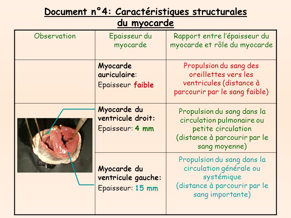 Document n°4: Caractéristiques structurales du myocarde