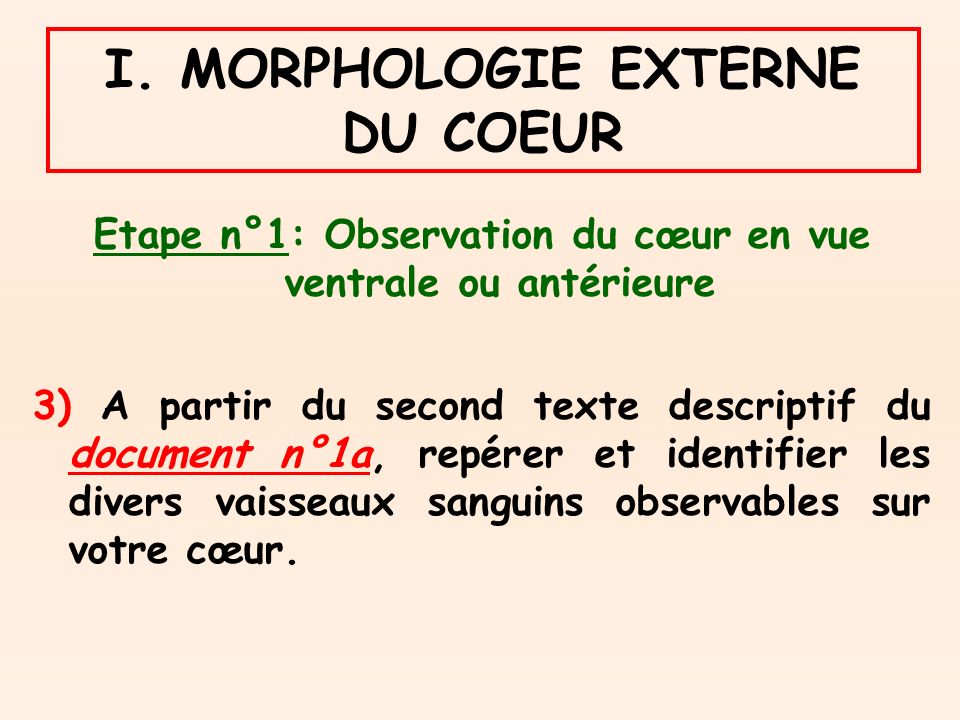 I. MORPHOLOGIE EXTERNE DU COEUR