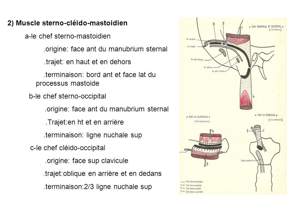 2) Muscle sterno-cléido-mastoidien