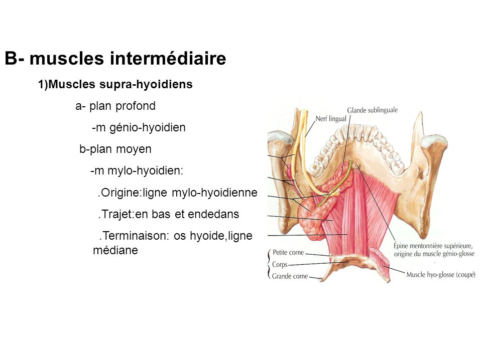 B- muscles intermédiaire 1)Muscles supra-hyoidiens
