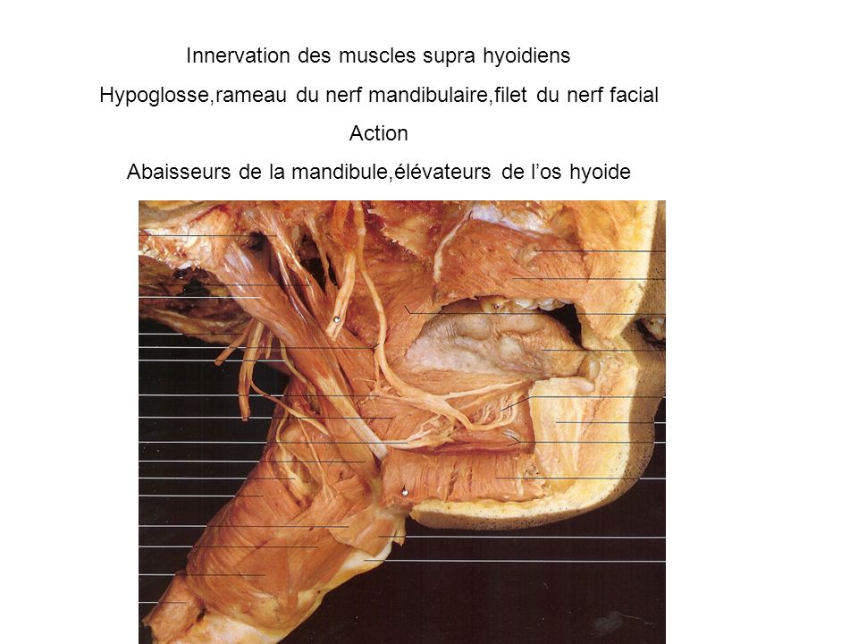 Innervation des muscles supra hyoidiens