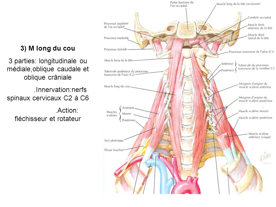 .Innervation:nerfs spinaux cervicaux C2 à C6