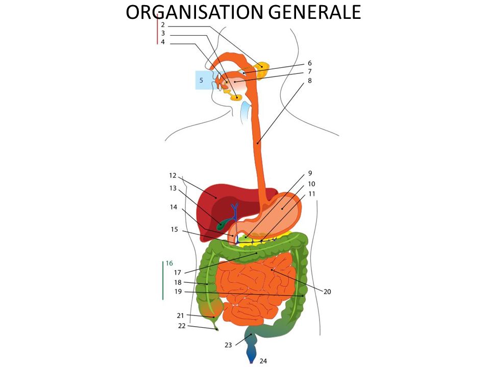 ORGANISATION GENERALE