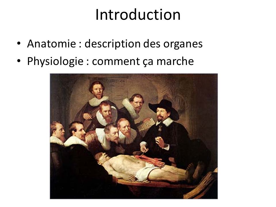 Introduction Anatomie : description des organes