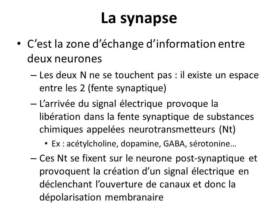 La synapse C’est la zone d’échange d’information entre deux neurones
