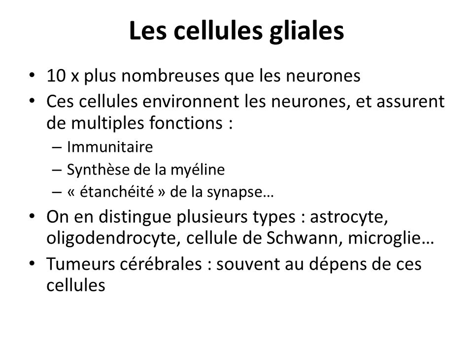 Les cellules gliales 10 x plus nombreuses que les neurones