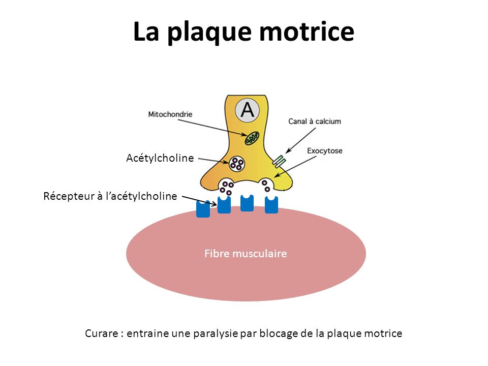 La plaque motrice Acétylcholine Récepteur à l’acétylcholine