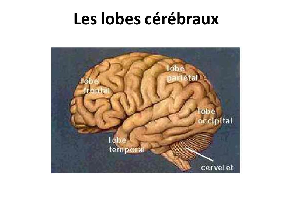 Les lobes cérébraux