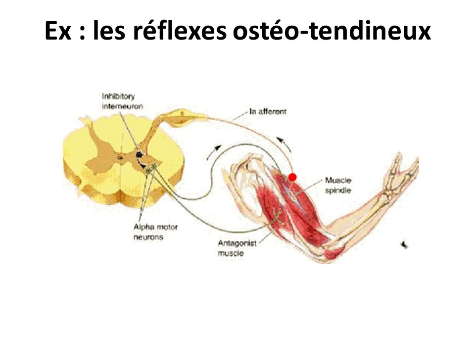 Ex : les réflexes ostéo-tendineux