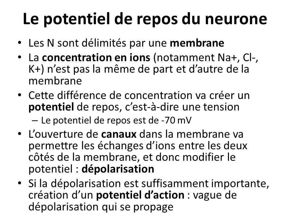Le potentiel de repos du neurone