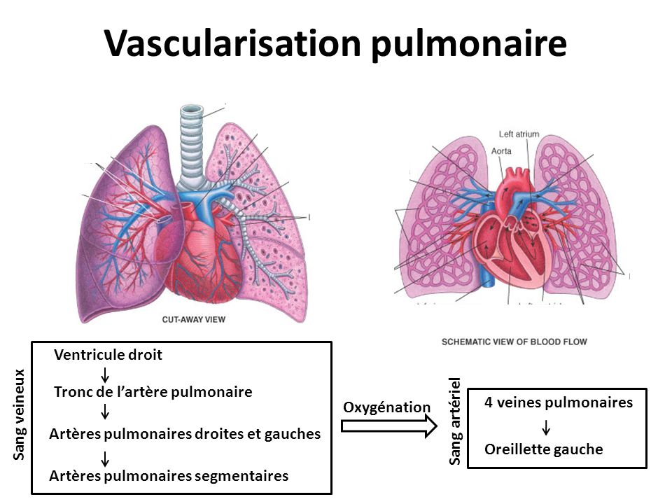 Vascularisation pulmonaire