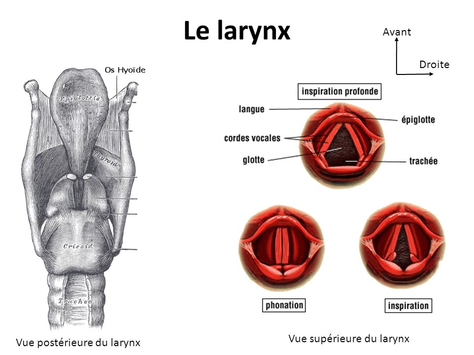 Le larynx Avant Droite Vue supérieure du larynx