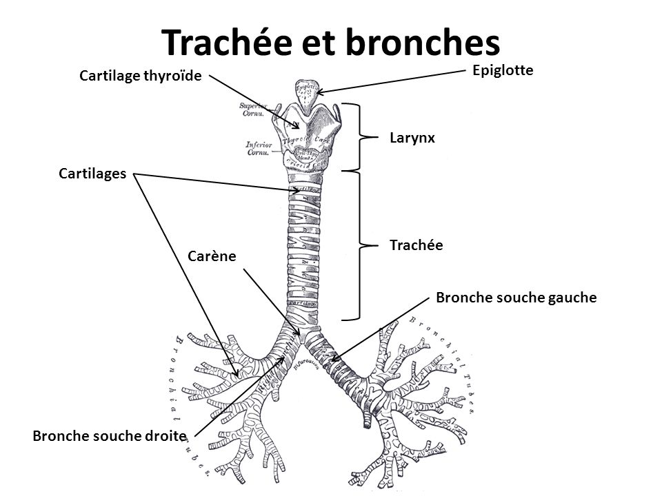 Trachée et bronches Epiglotte Cartilage thyroïde Larynx Cartilages