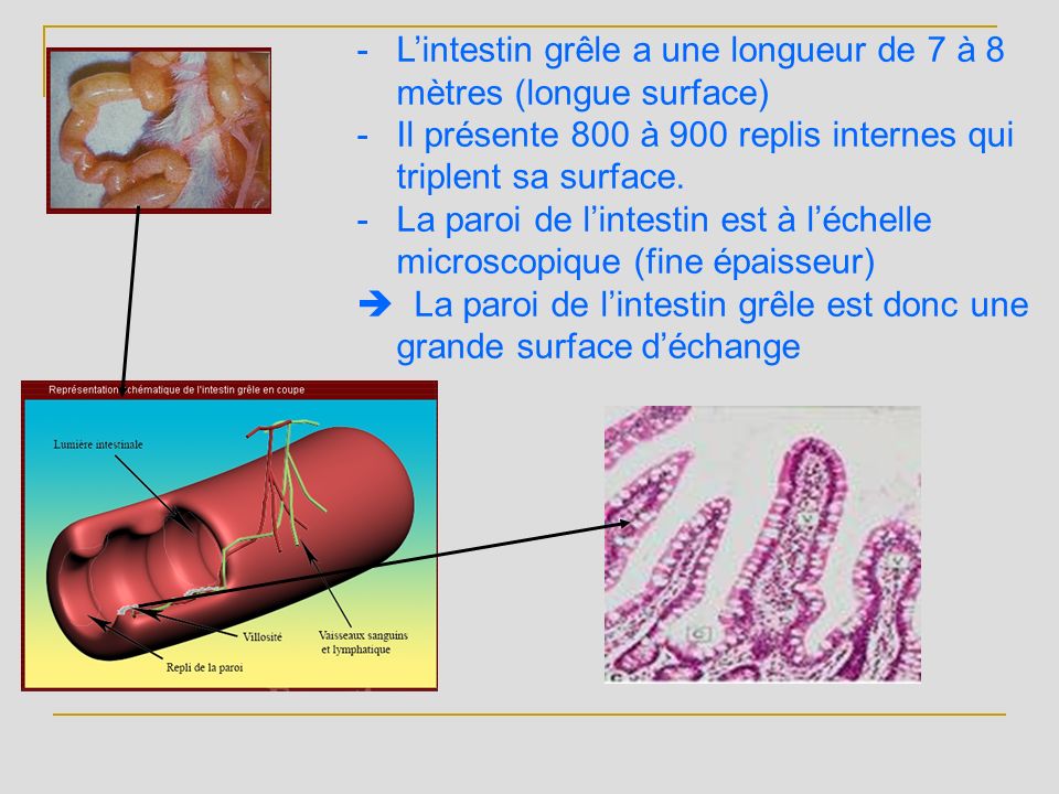 L’intestin grêle a une longueur de 7 à 8 mètres (longue surface)