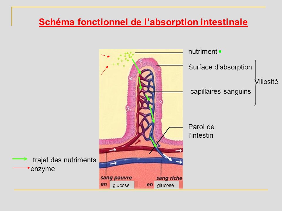 Schéma fonctionnel de l’absorption intestinale