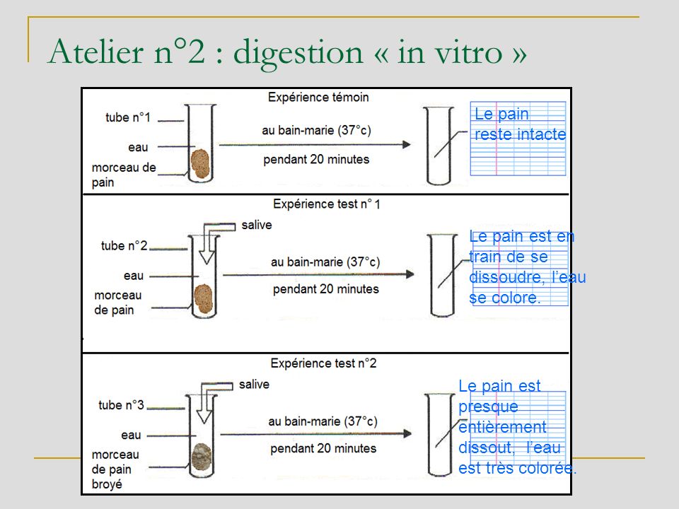 Atelier n°2 : digestion « in vitro »