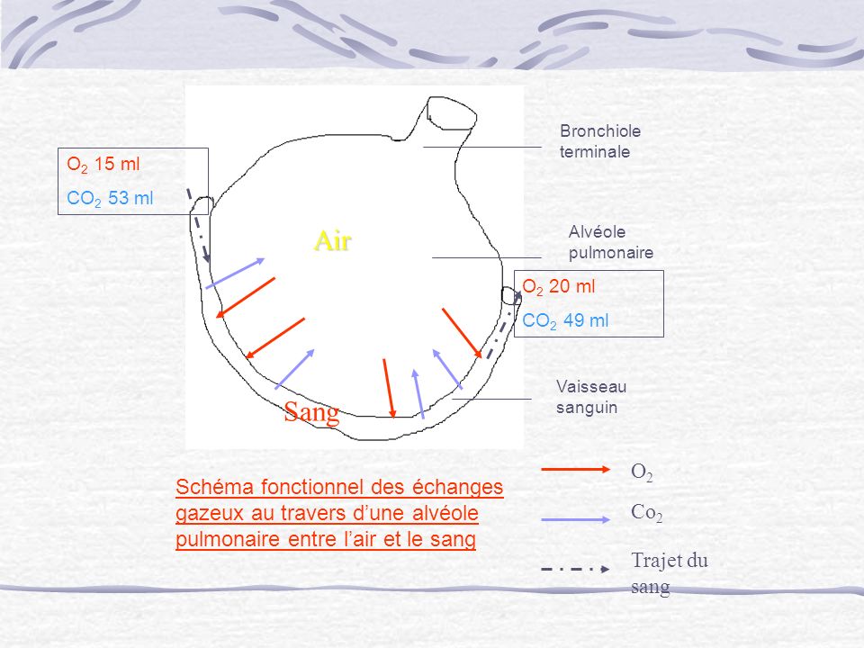 Bronchiole terminale O2 15 ml. CO2 53 ml. Air. Alvéole pulmonaire. O2 20 ml. CO2 49 ml. Vaisseau sanguin.