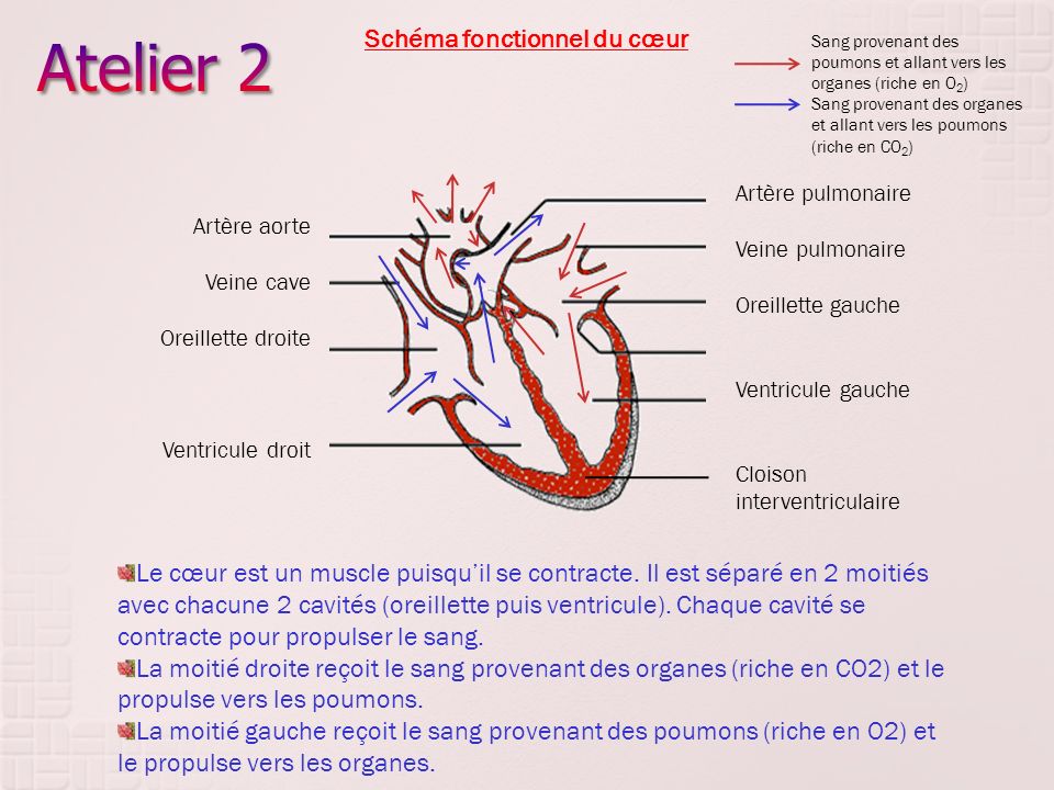 Atelier 2 Schéma fonctionnel du cœur